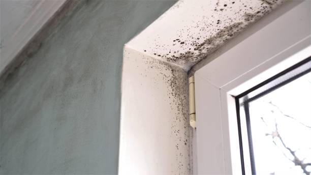 Trusted Middletown, DE Mold Removal Experts