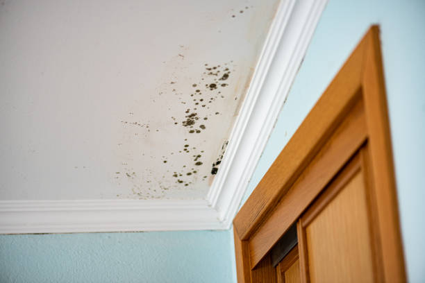 Best Commercial Mold Removal  in Middletown, DE