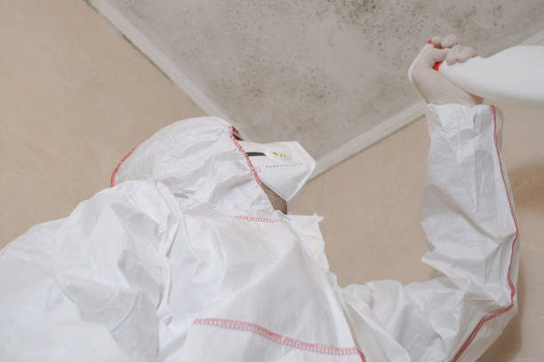 Mold Removal and Inspection