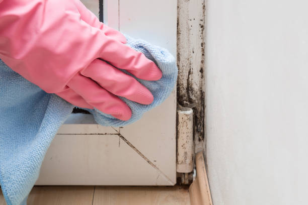 Best Toxic Mold Removal  in Middletown, DE